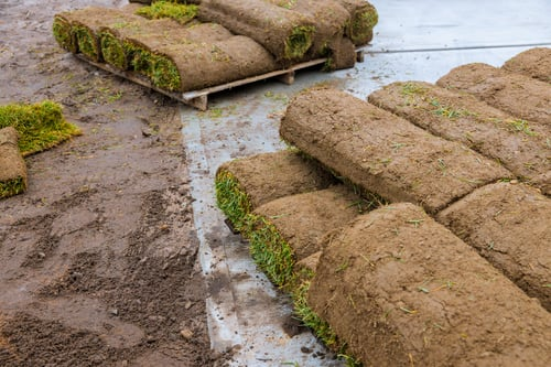When to Lay Sod in Skagit County, and When to Wait