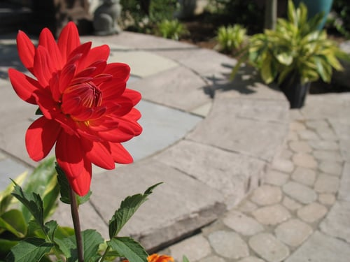 Pavers vs. Poured Concrete for Your Patio