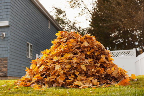Yard Cleanup